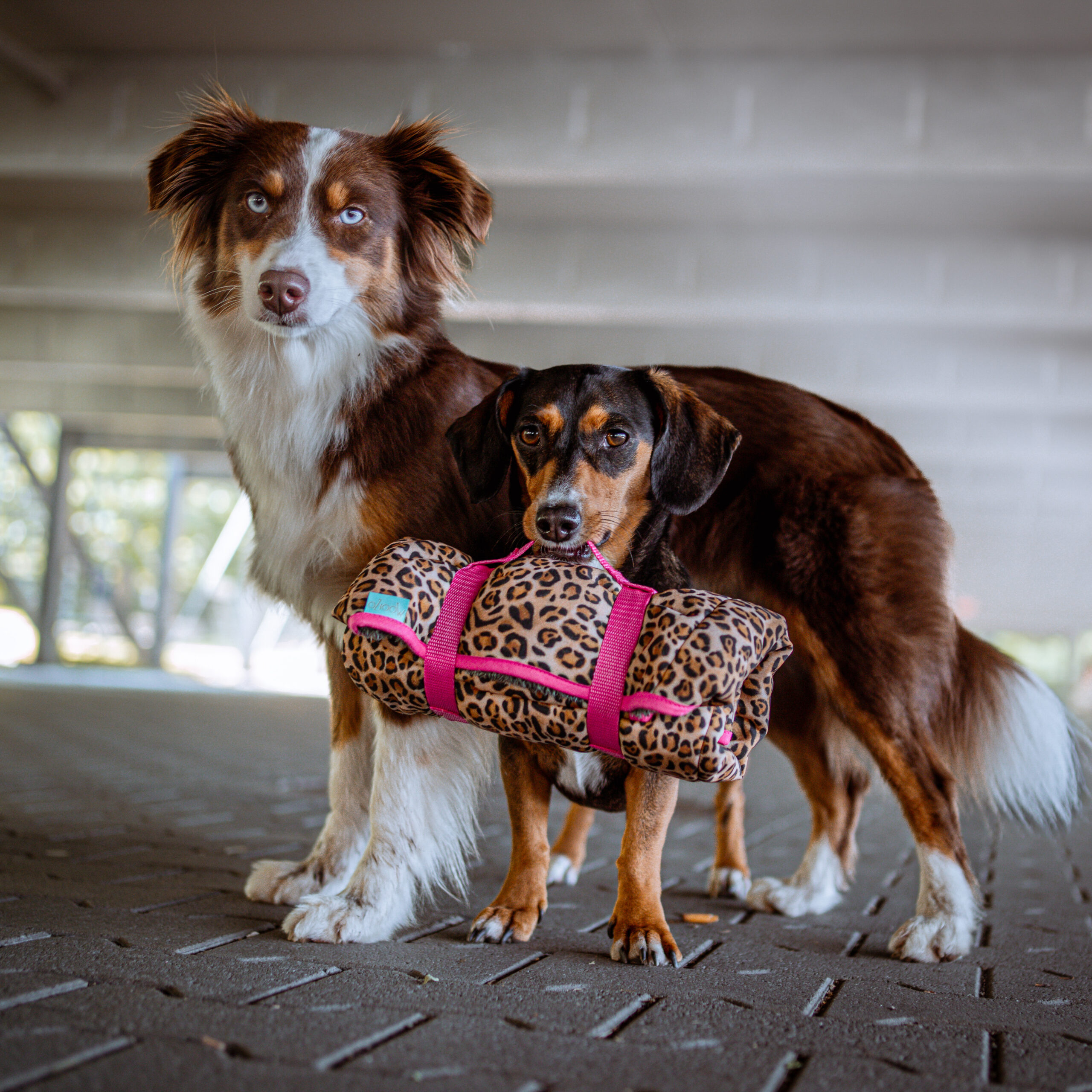 Dog'n'Roll • Hundereisedecke • Leo - Pink – Bild 2