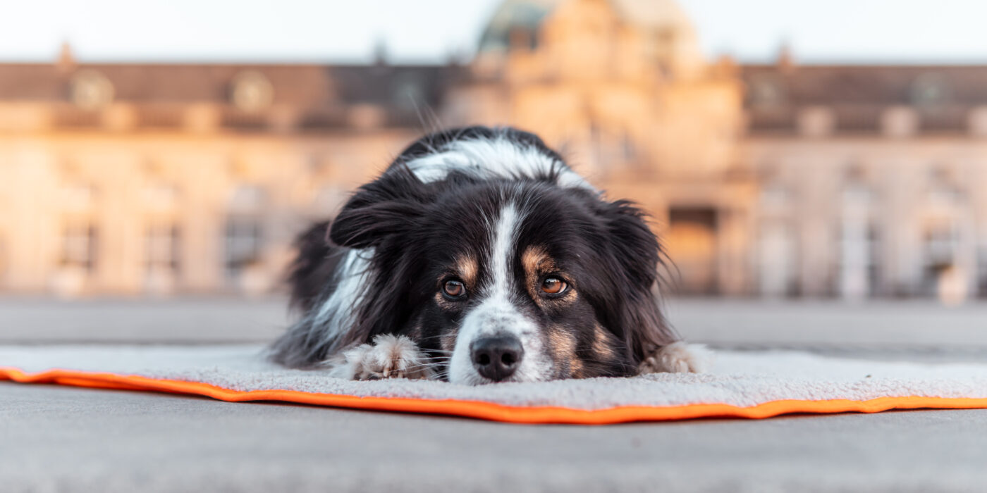 Ein Miniaussie liegt auf einer Dog'n'Roll Reisedecke