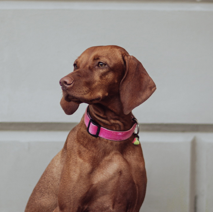 Hundehalsband • Pink Velvet – Bild 2