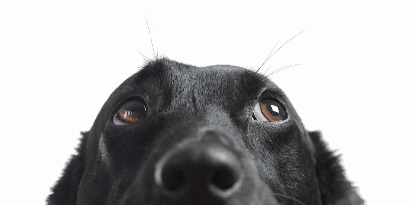 Nahaufnahme eines schwarzen Hundes