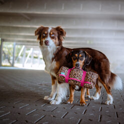 Dog'n'Roll • Hundereisedecke