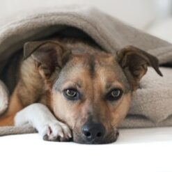 Mupfel • Hundekuschelsack