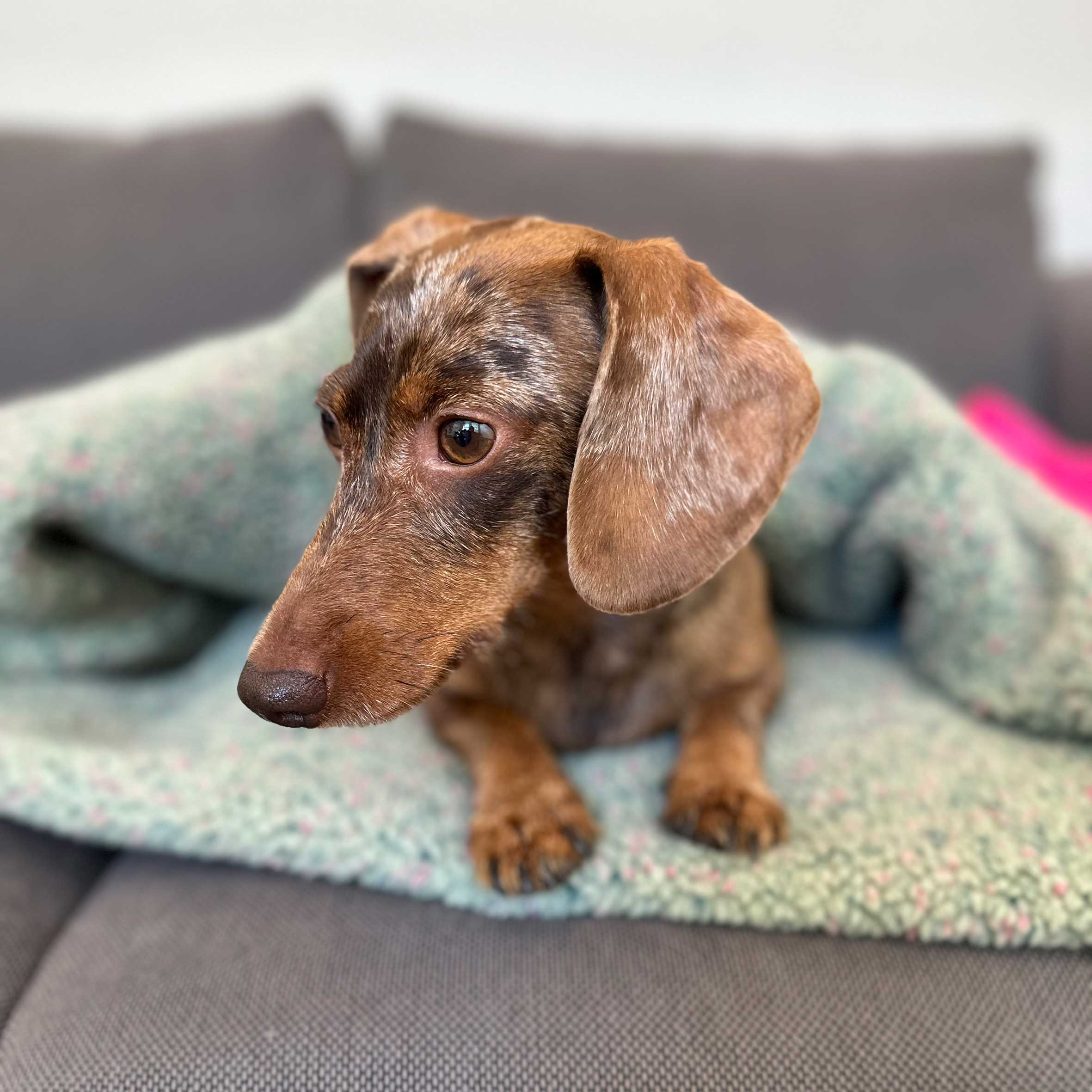 Cozy Mupfel • Hunde Kuschelsack • Breitcord Pink - Teddy Frostgrün-Bunt – Bild 3