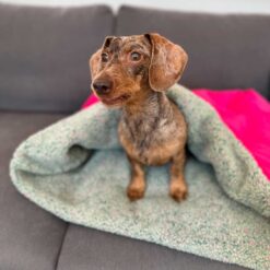 Alternative view of Cozy Mupfel • Hunde Kuschelsack • Breitcord Pink - Teddy Frostgrün-Bunt