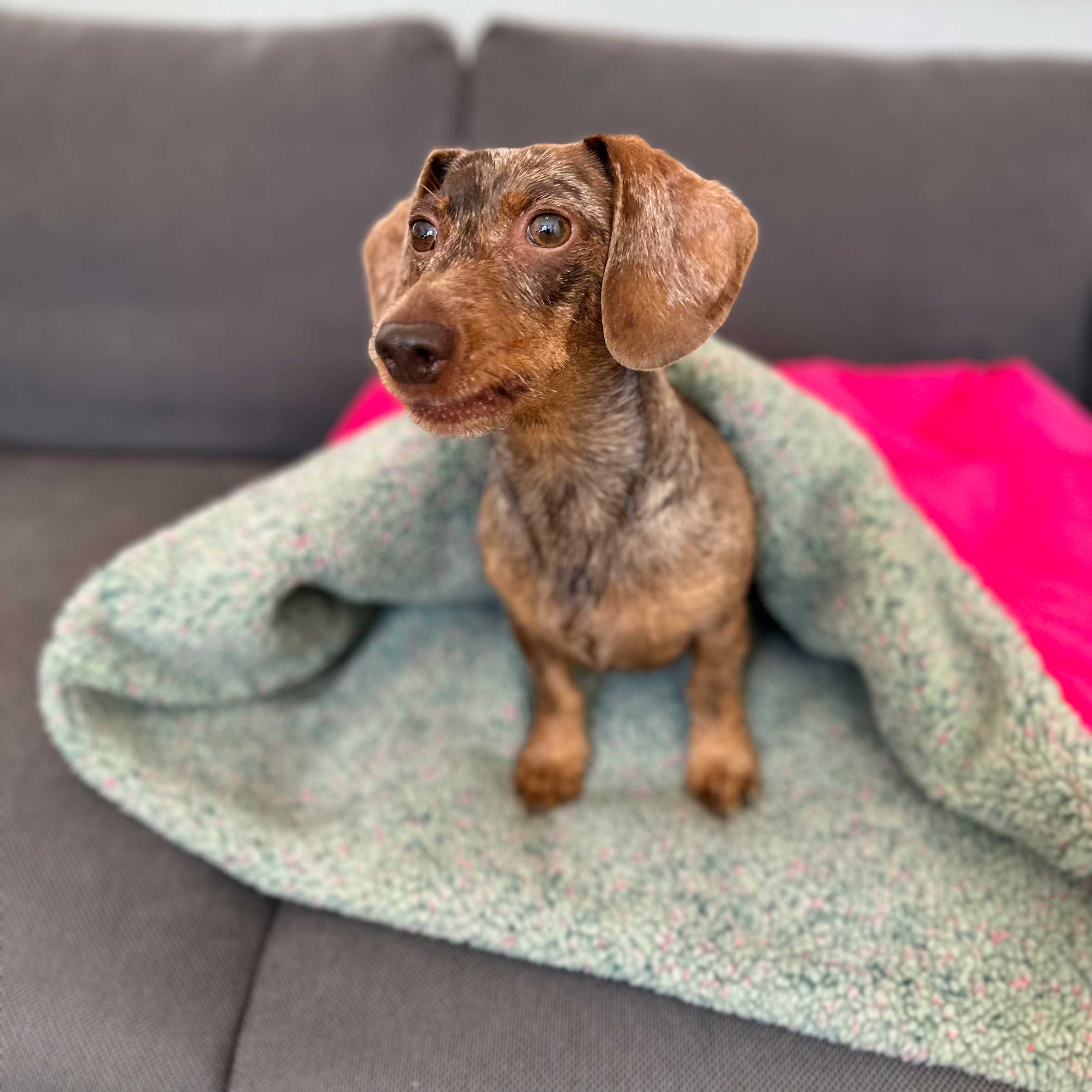Cozy Mupfel • Hunde Kuschelsack • Breitcord Pink - Teddy Frostgrün-Bunt – Bild 2