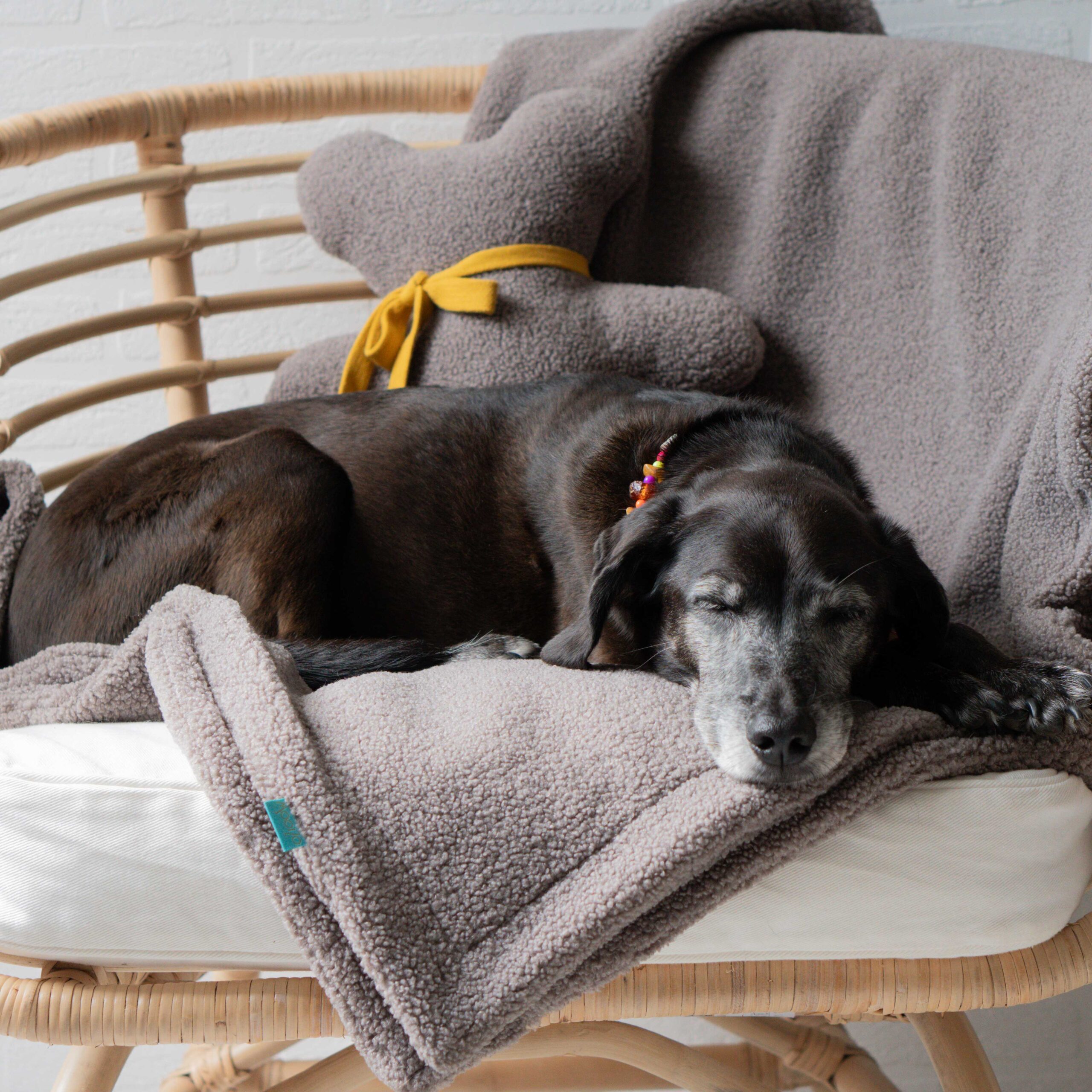 Schwarzer Hund auf Cozy Blanket Kuscheldecke