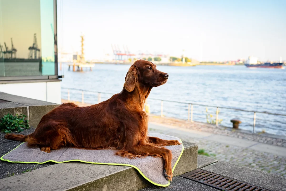 Irischer Setter liegt auf Hundedecke am Hafen und blickt über das Wasser.