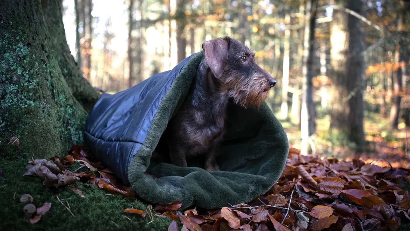 Dackel in Mupfel im Wald
