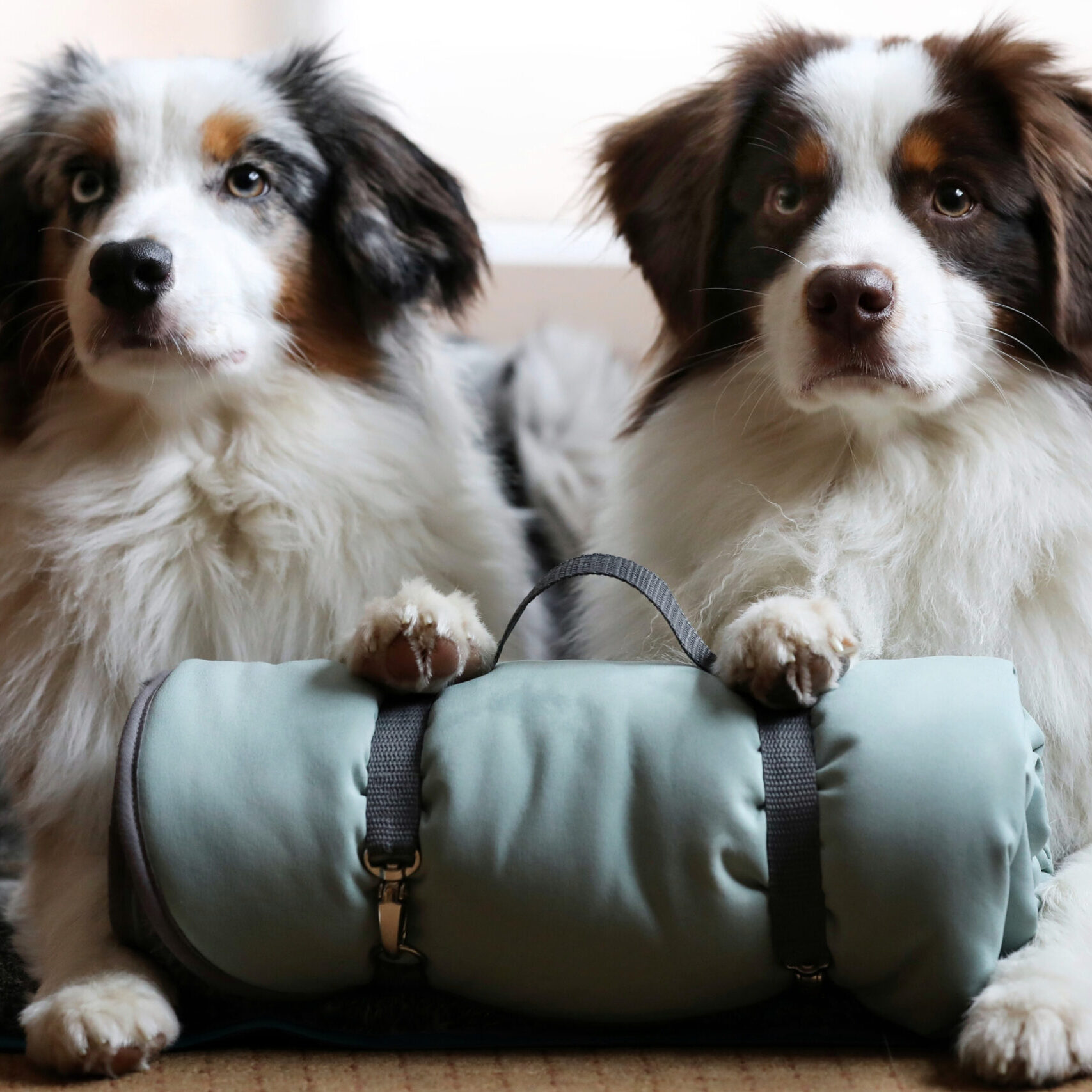 Dog'n'Roll • Hundereisedecke • Frostgrün - Grau – Bild 2