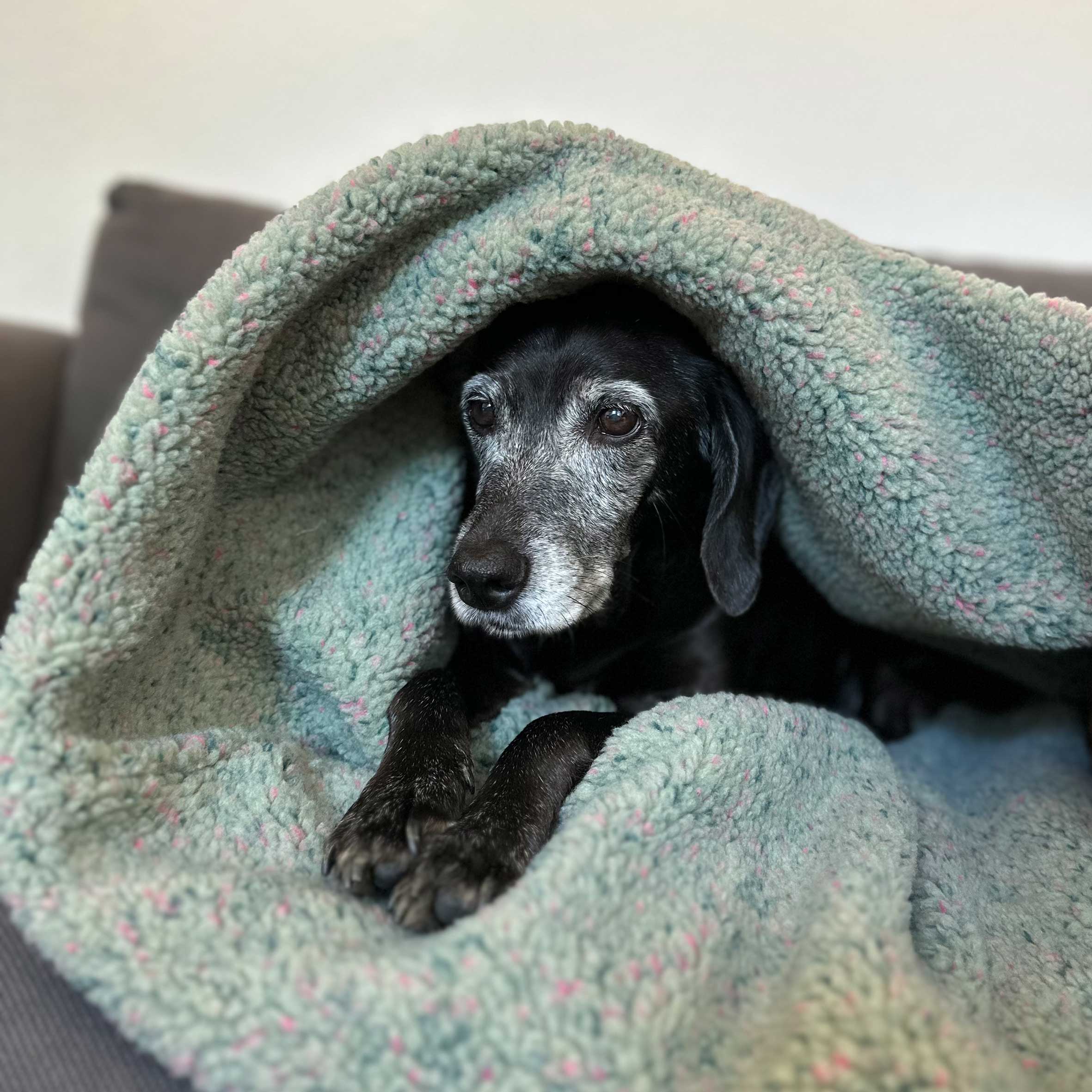 Outdoor Mupfel • Hunde Kuschelsack • Stepp Frostgrün - Teddy Frostgrün-Bunt – Bild 2