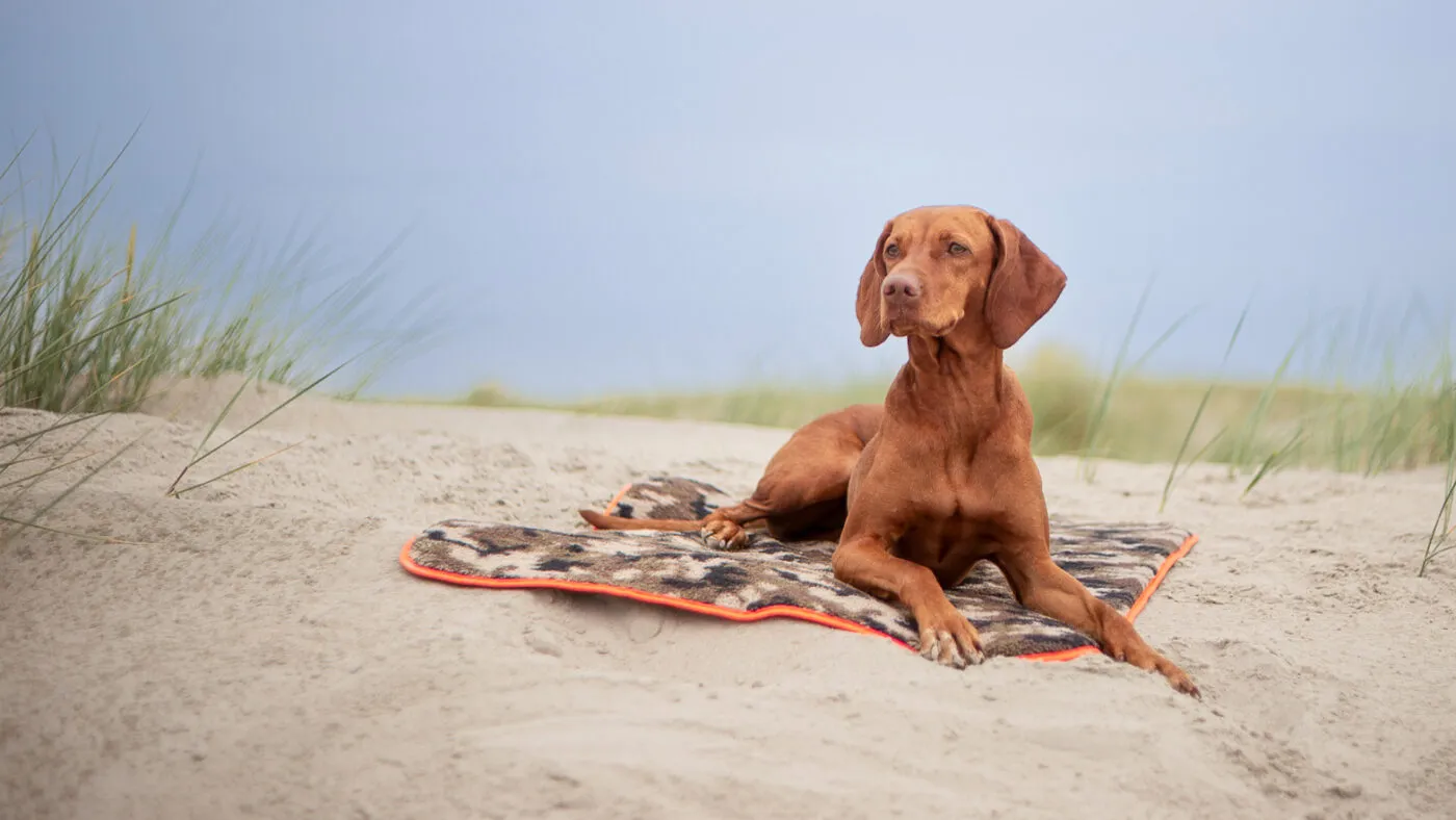 Vizsla auf Dog'n'Roll am Strand