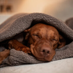 Alternative view of Cozy Mupfel • Hunde Kuschelsack • Teddy Taupe